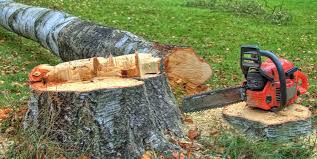 Reliable Rockford, IL Tree Care Solutions
